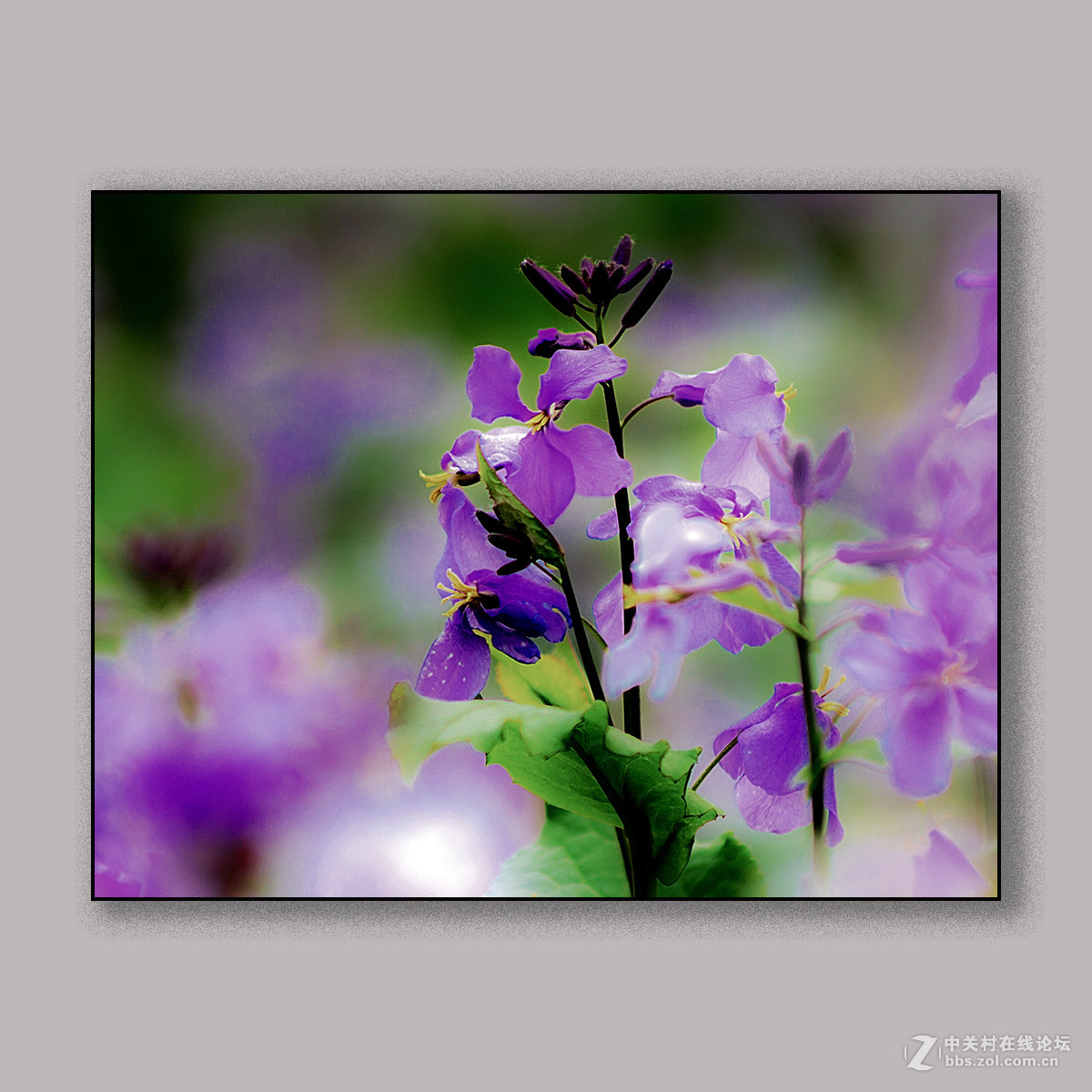 春天里的思念 --- 南理工拍花