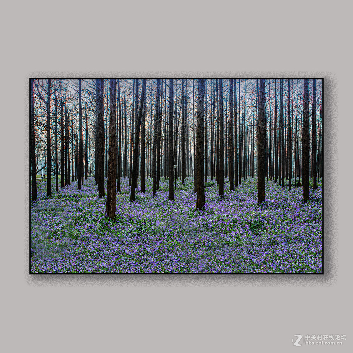 春天里的思念 --- 南理工拍花