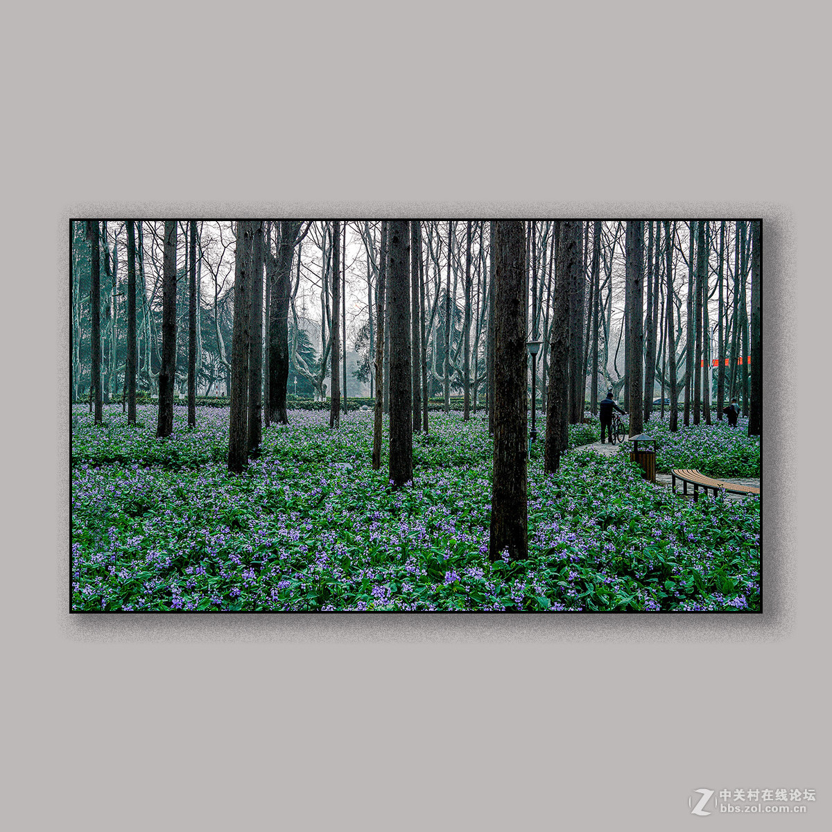 春天里的思念 --- 南理工拍花