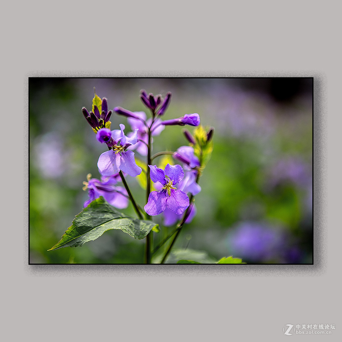 春天里的思念 --- 南理工拍花