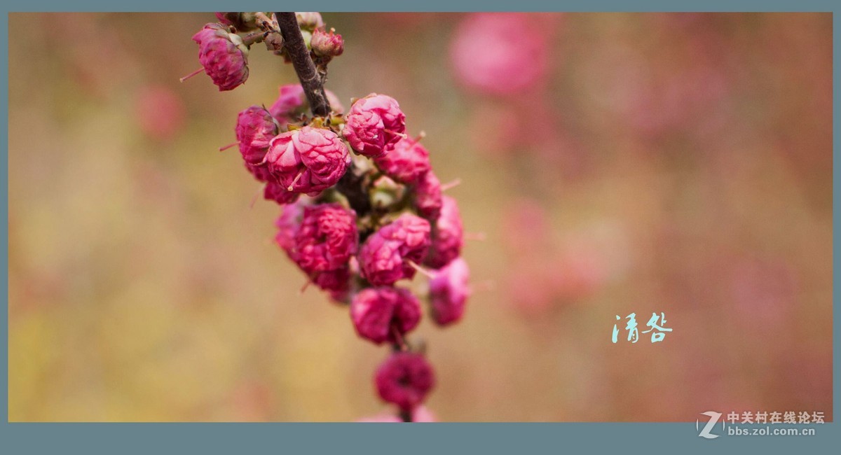 桃梨争艳