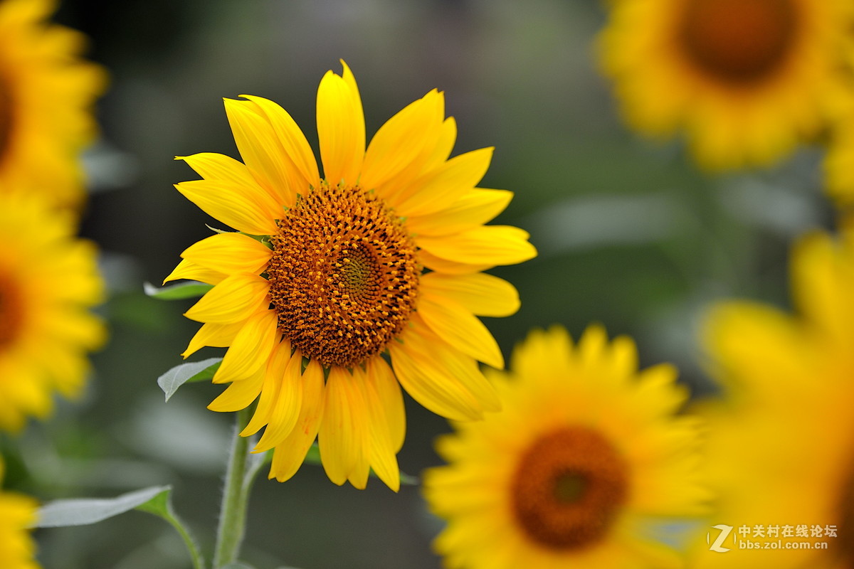 青青园中葵，朝露待日晞
