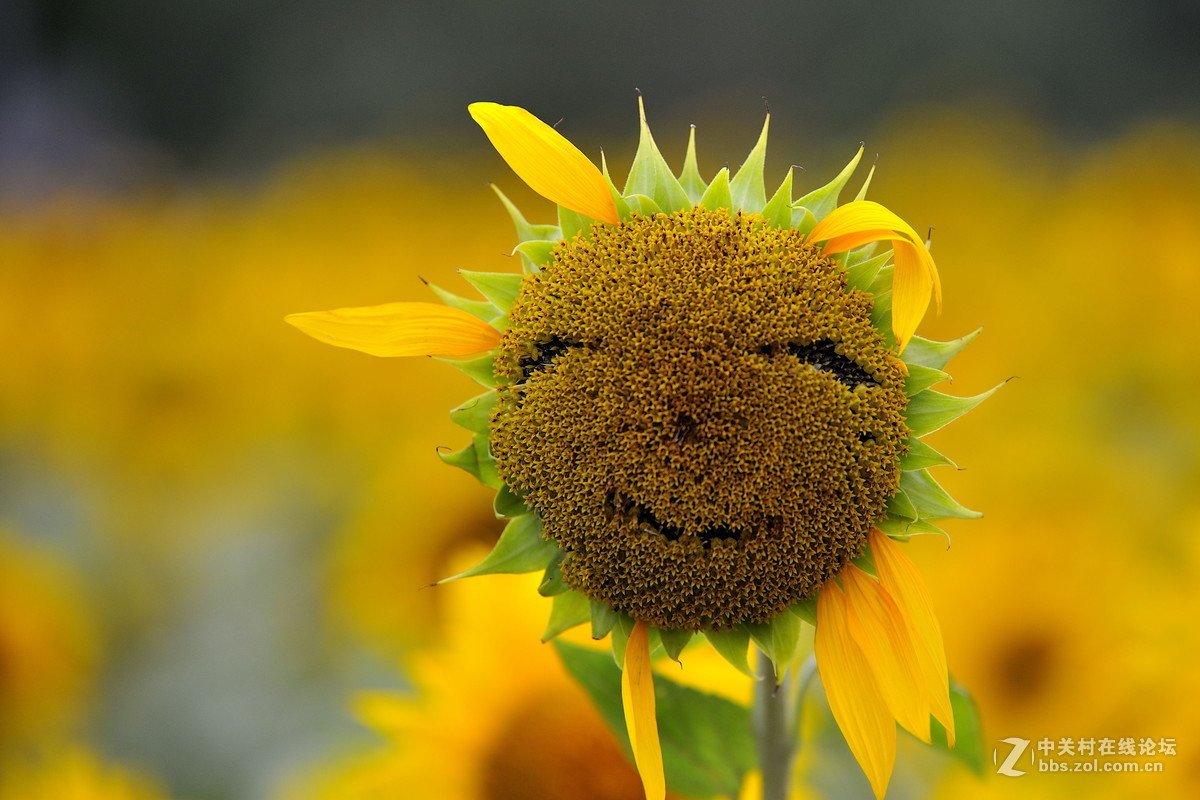 青青园中葵，朝露待日晞
