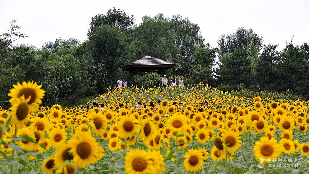 青青园中葵，朝露待日晞
