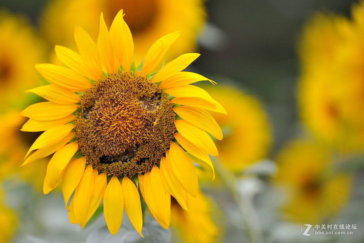 青青园中葵，朝露待日晞