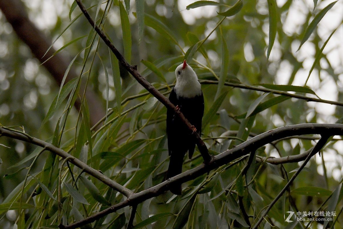练习抓拍“白头短脚鹎”鸟
