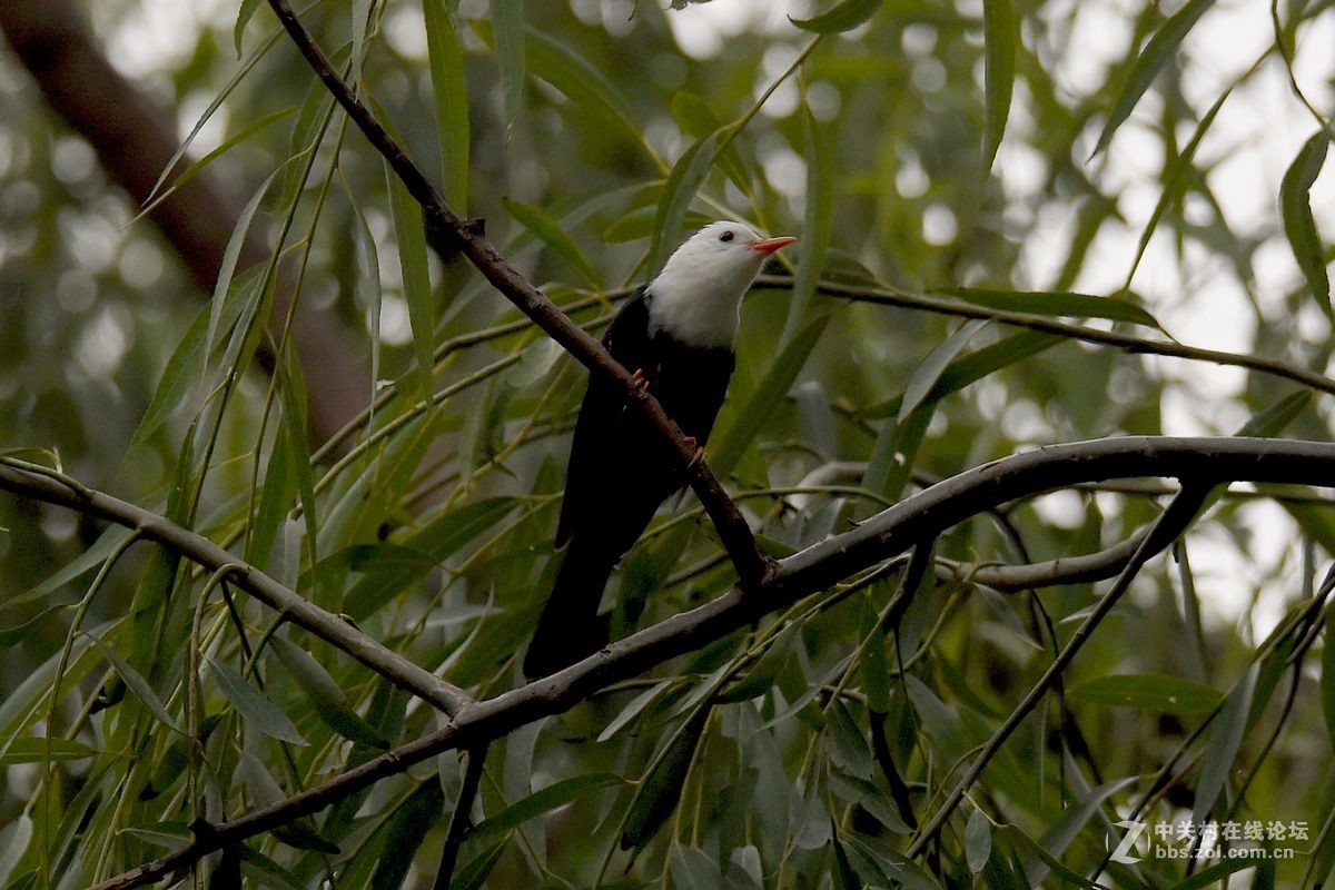 练习抓拍“白头短脚鹎”鸟