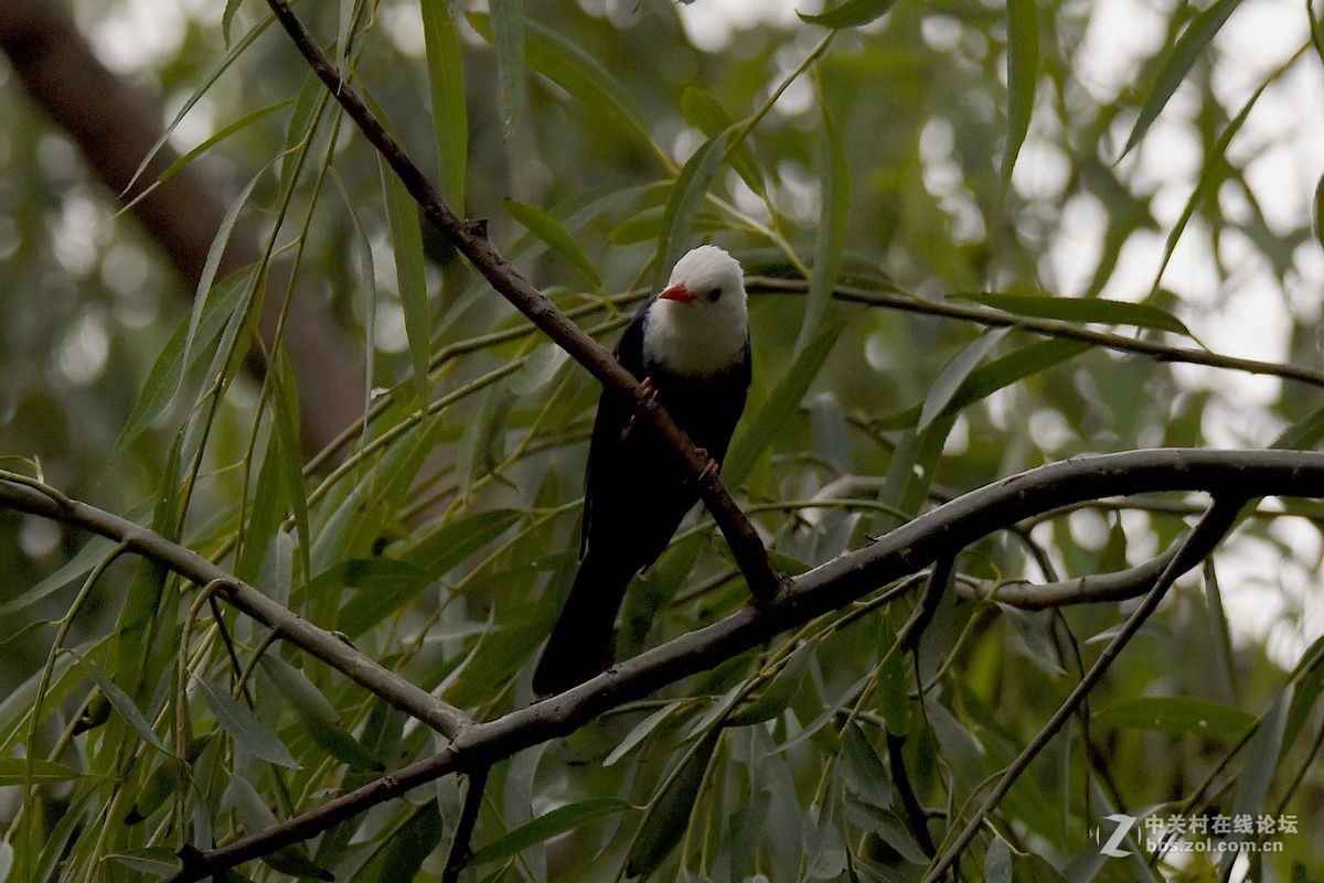 练习抓拍“白头短脚鹎”鸟