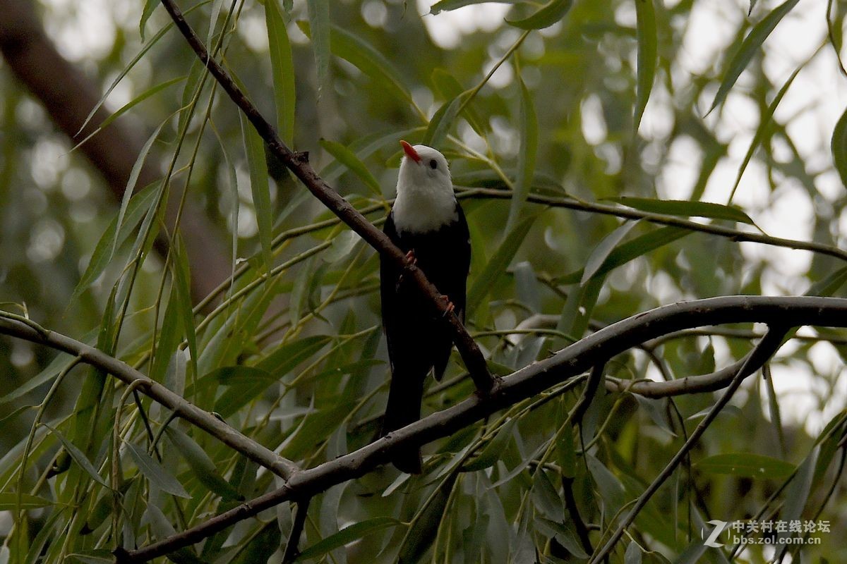 练习抓拍“白头短脚鹎”鸟