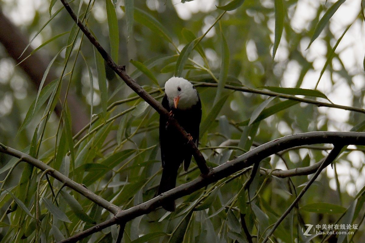 练习抓拍“白头短脚鹎”鸟