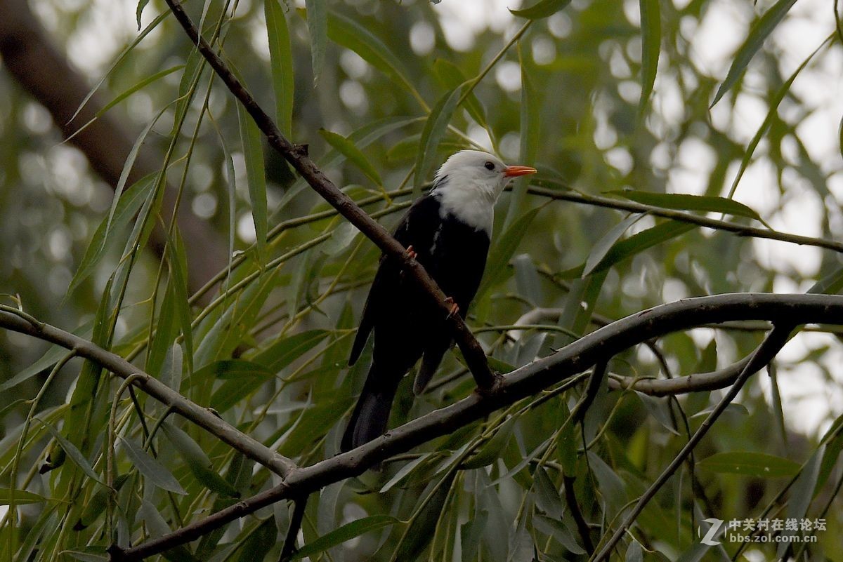 练习抓拍“白头短脚鹎”鸟