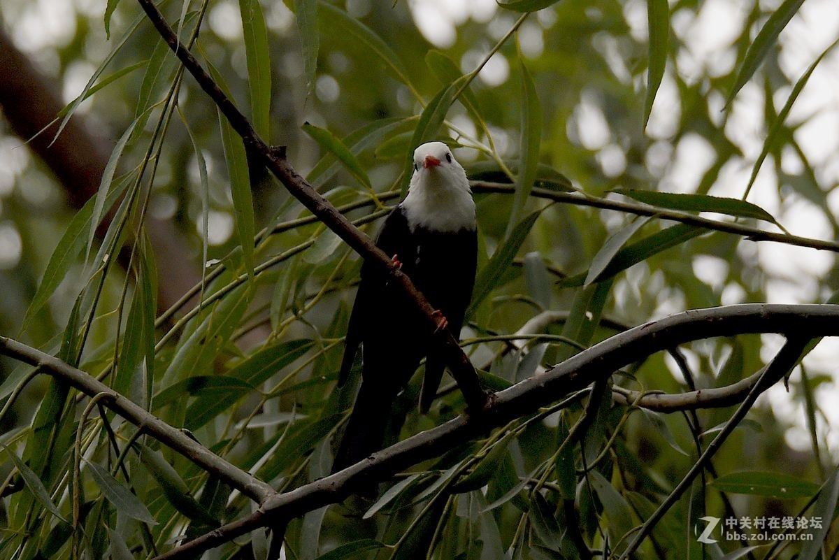 练习抓拍“白头短脚鹎”鸟