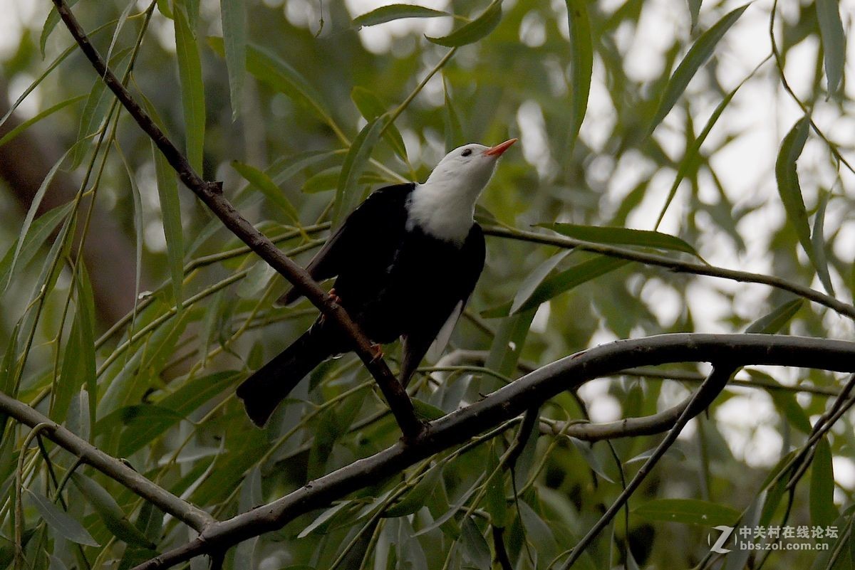 练习抓拍“白头短脚鹎”鸟
