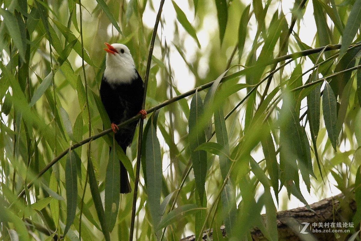 练习抓拍“白头短脚鹎”鸟