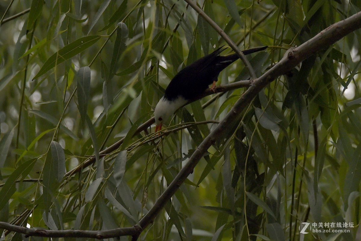 练习抓拍“白头短脚鹎”鸟