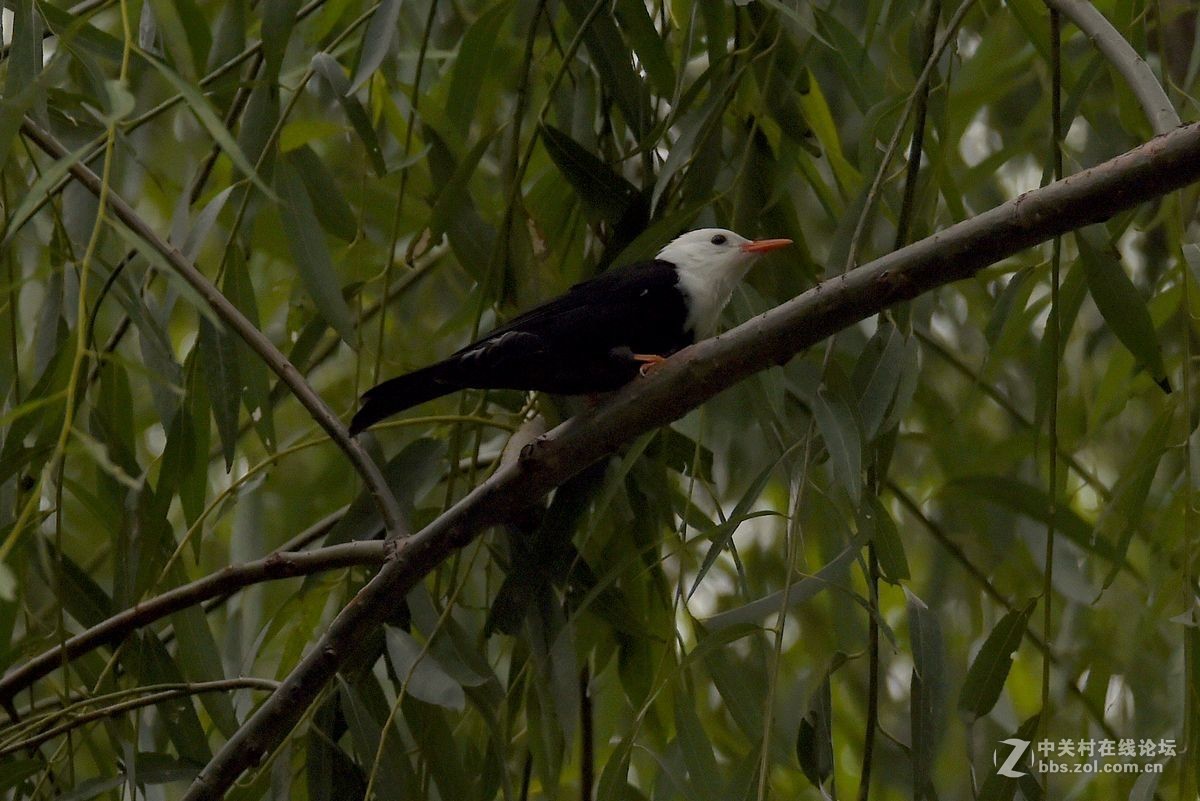 练习抓拍“白头短脚鹎”鸟