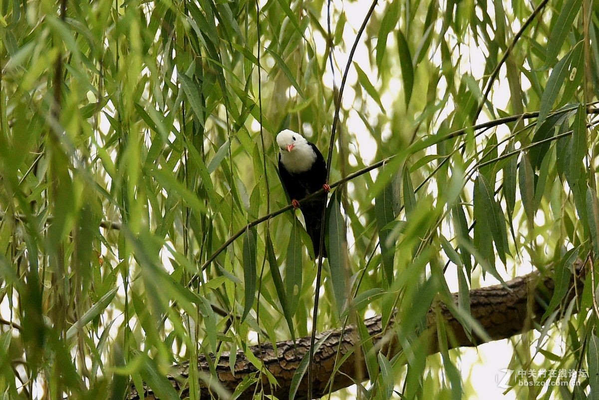 练习抓拍“白头短脚鹎”鸟
