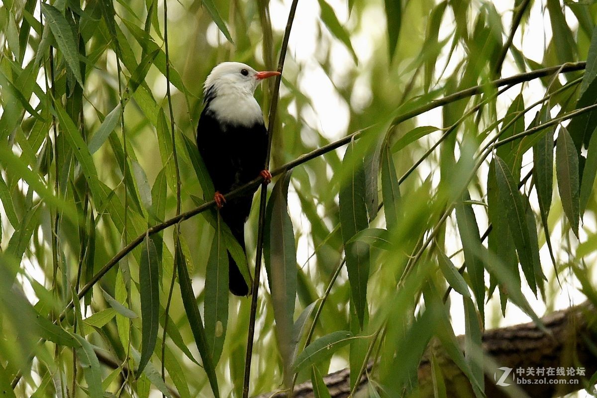 练习抓拍“白头短脚鹎”鸟