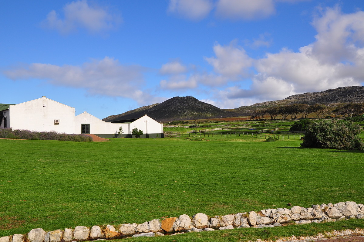 南非之旅（三）鸵鸟园（开普敦）