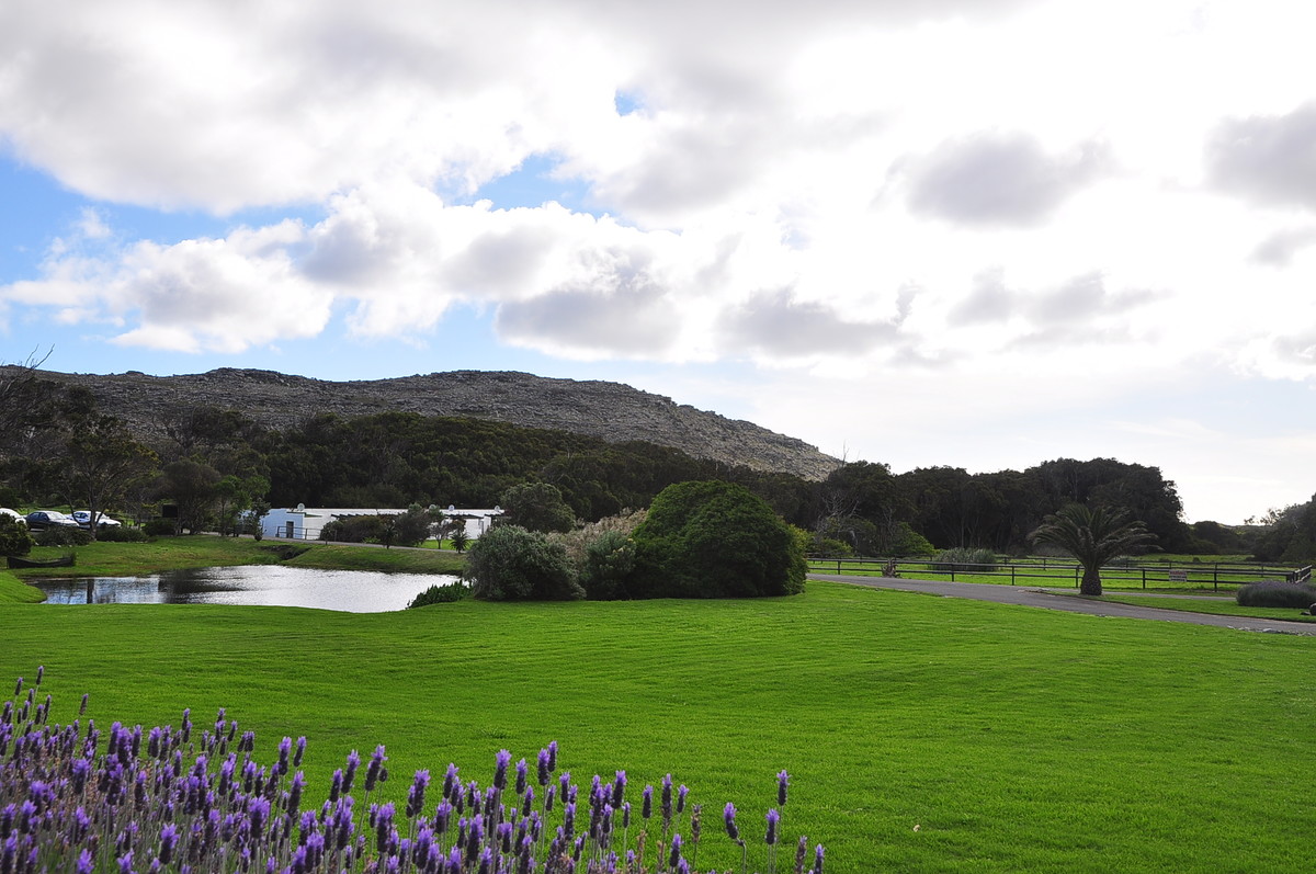 南非之旅（三）鸵鸟园（开普敦）