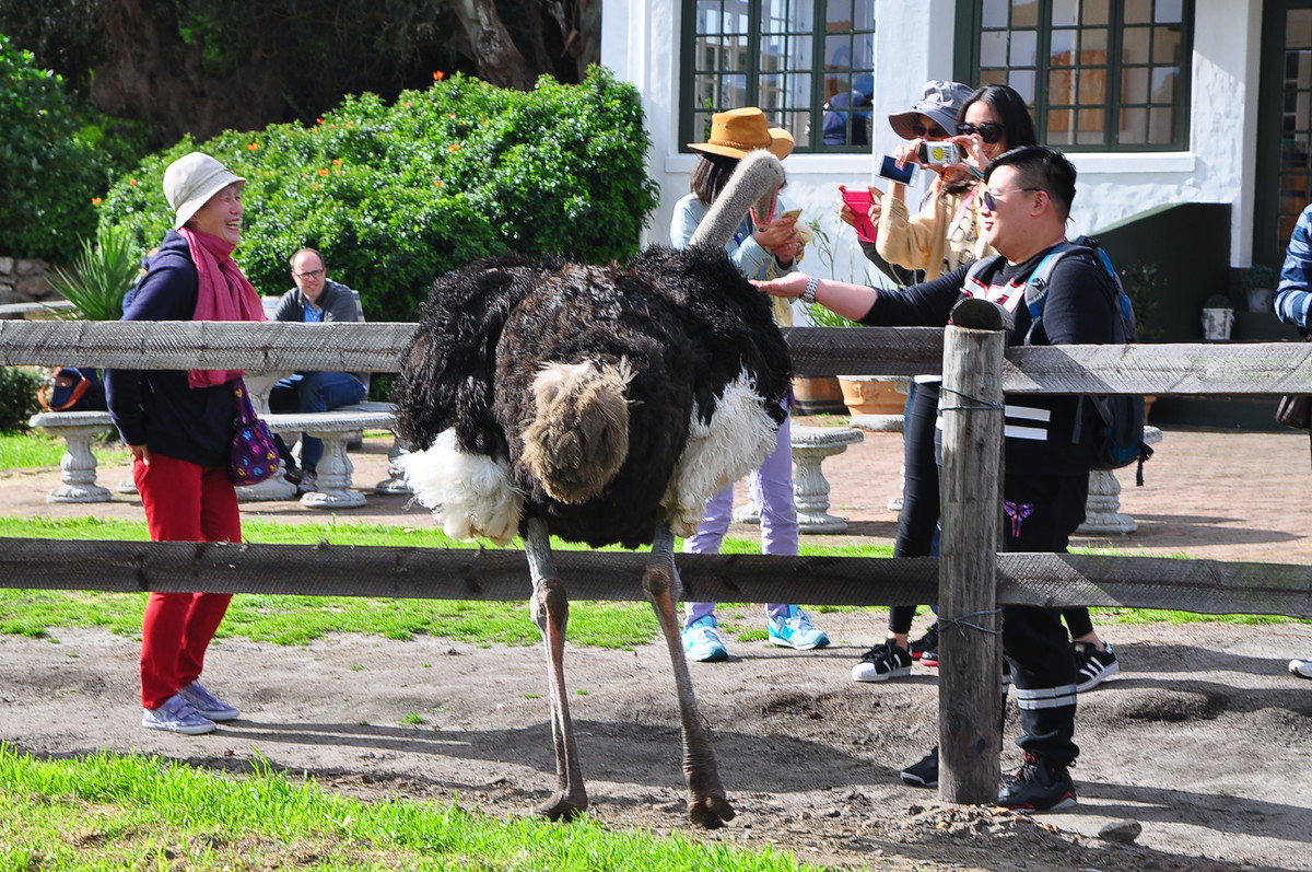 南非之旅（三）鸵鸟园（开普敦）