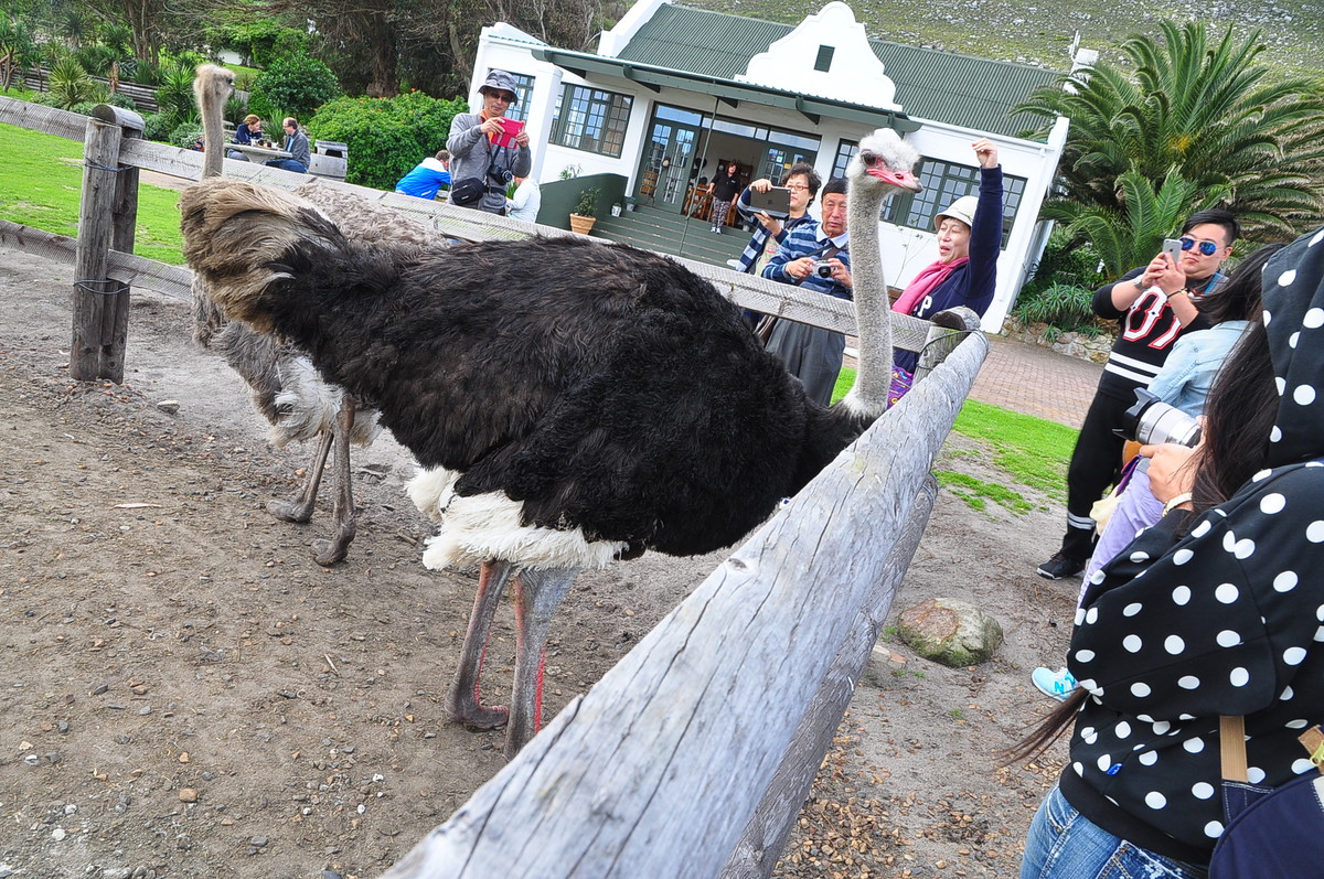 南非之旅（三）鸵鸟园（开普敦）