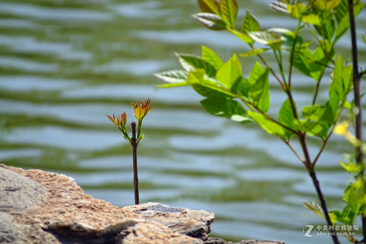 春意浓 万象更新