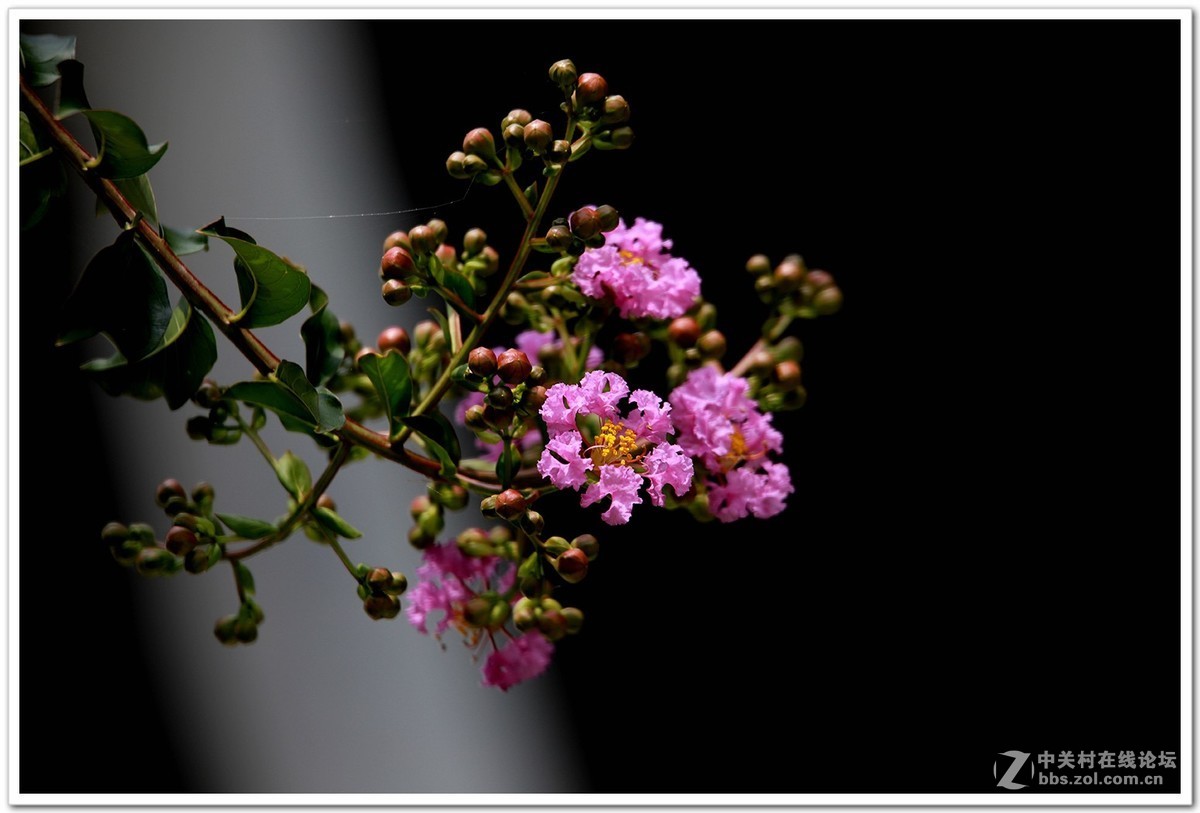 肯高2倍增距镜试镜