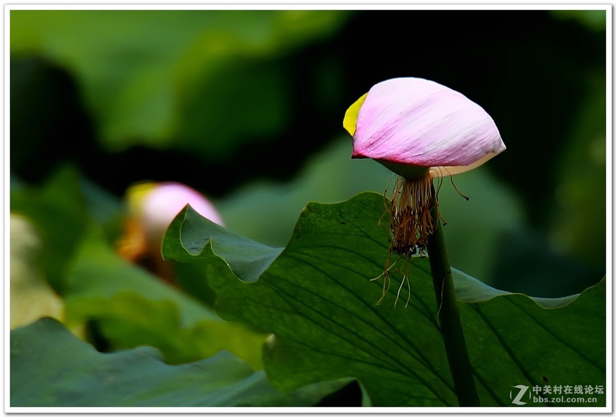 肯高2倍增距镜试镜