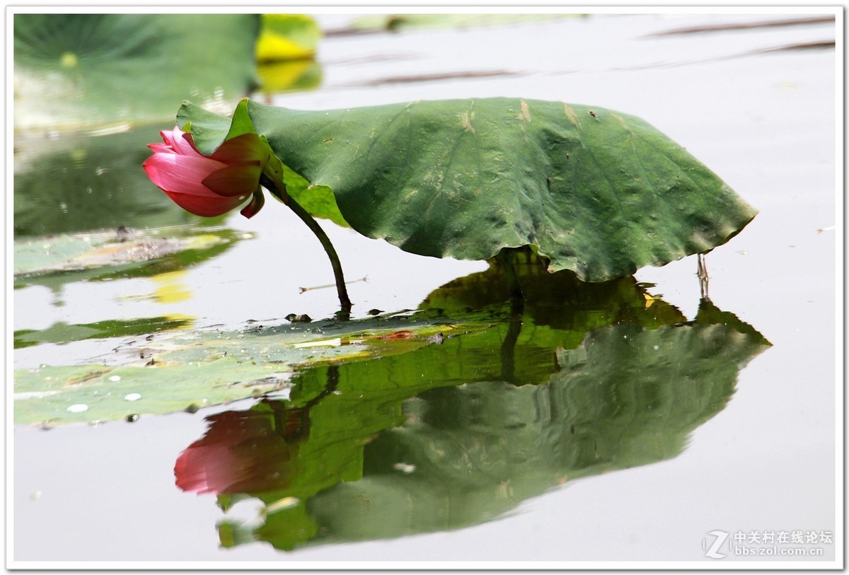 肯高2倍增距镜试镜