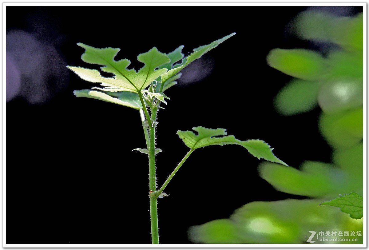 肯高2倍增距镜试镜
