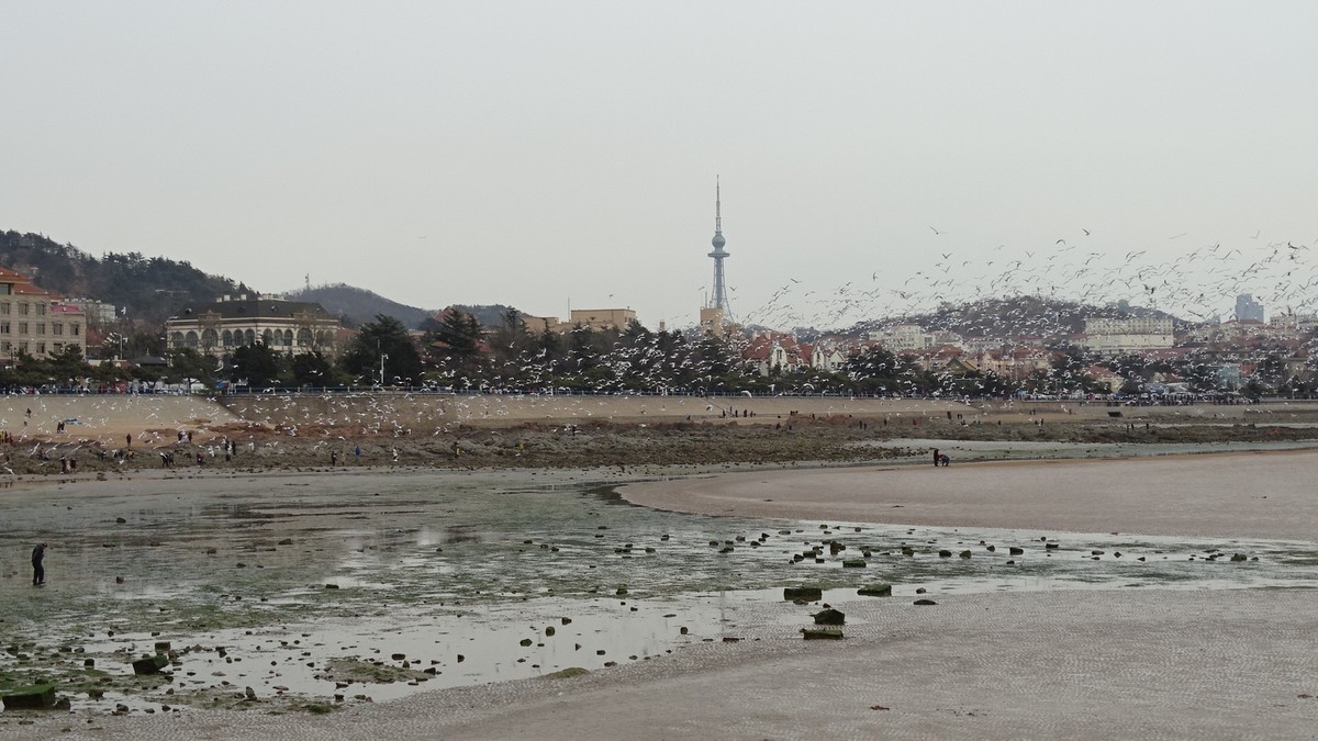 2019正月初四青岛栈桥海边观看海鸥