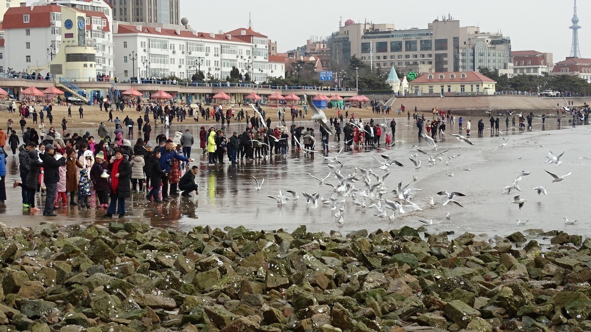 2019正月初四青岛栈桥海边观看海鸥