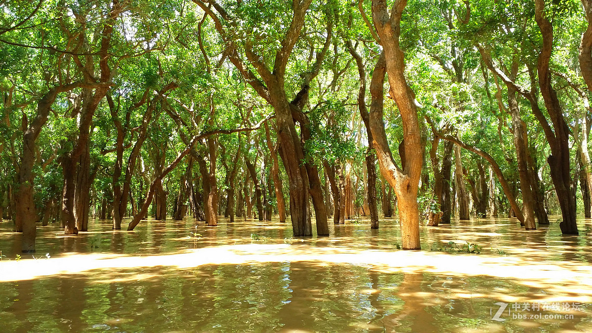 柬埔寨海边红树林手机版