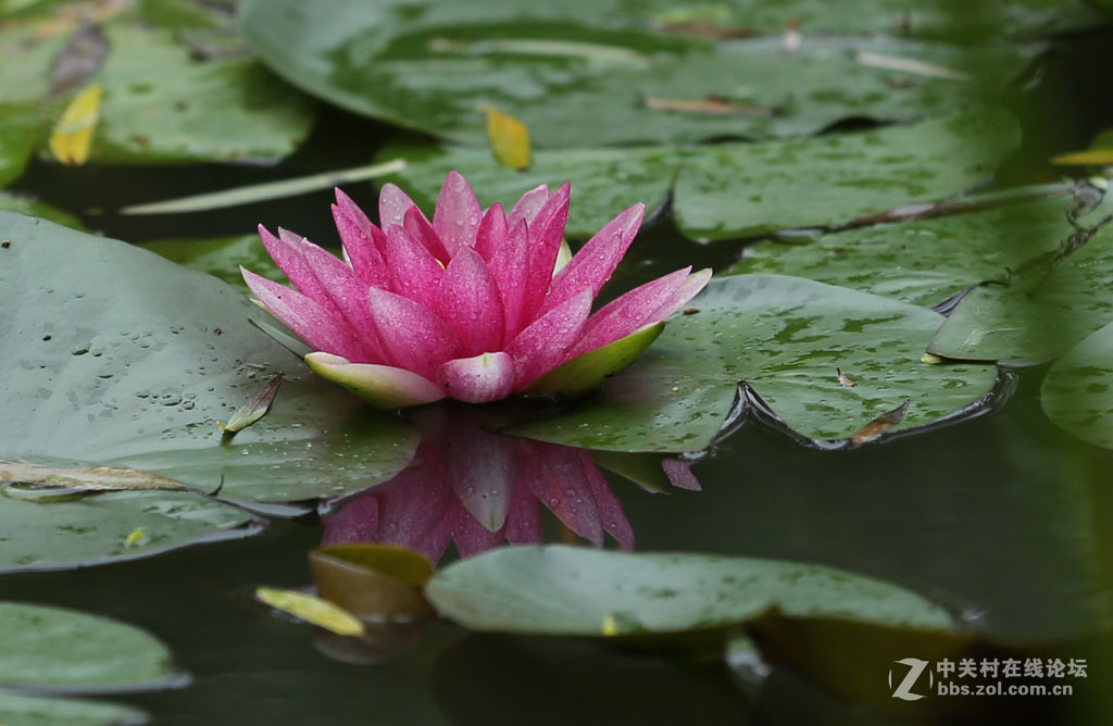 2015秋天的【睡莲】