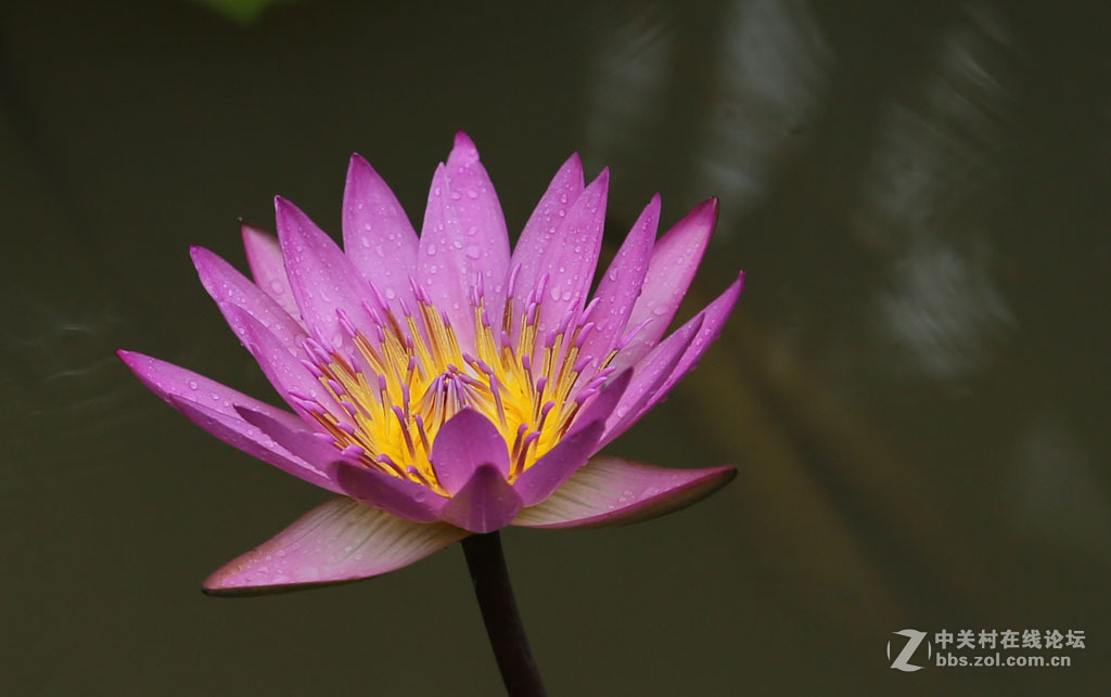 2015秋天的【睡莲】