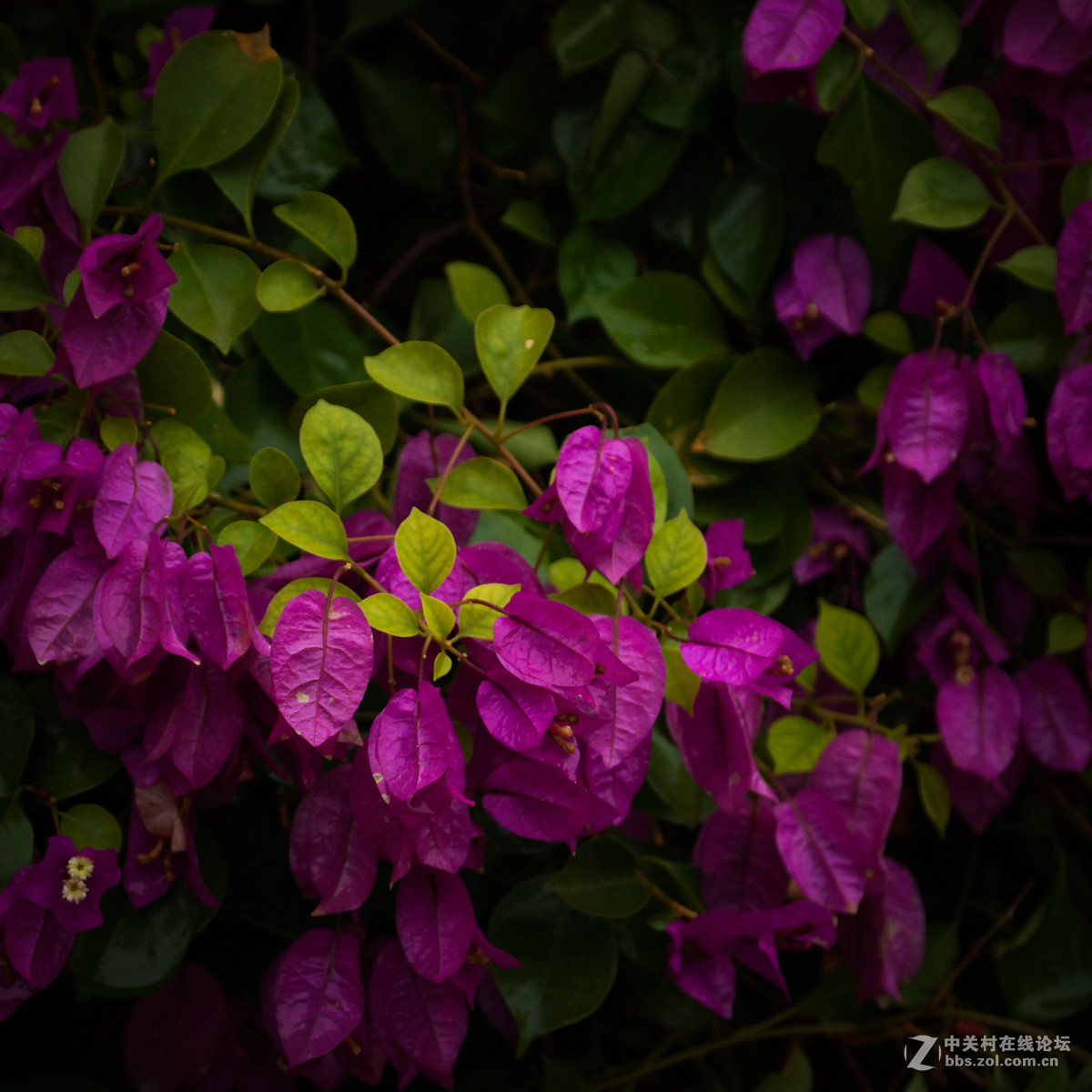 再拍菊花