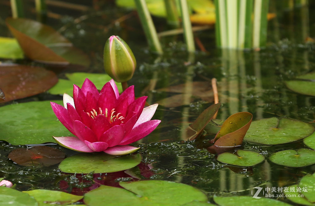 2015秋天的【睡莲】