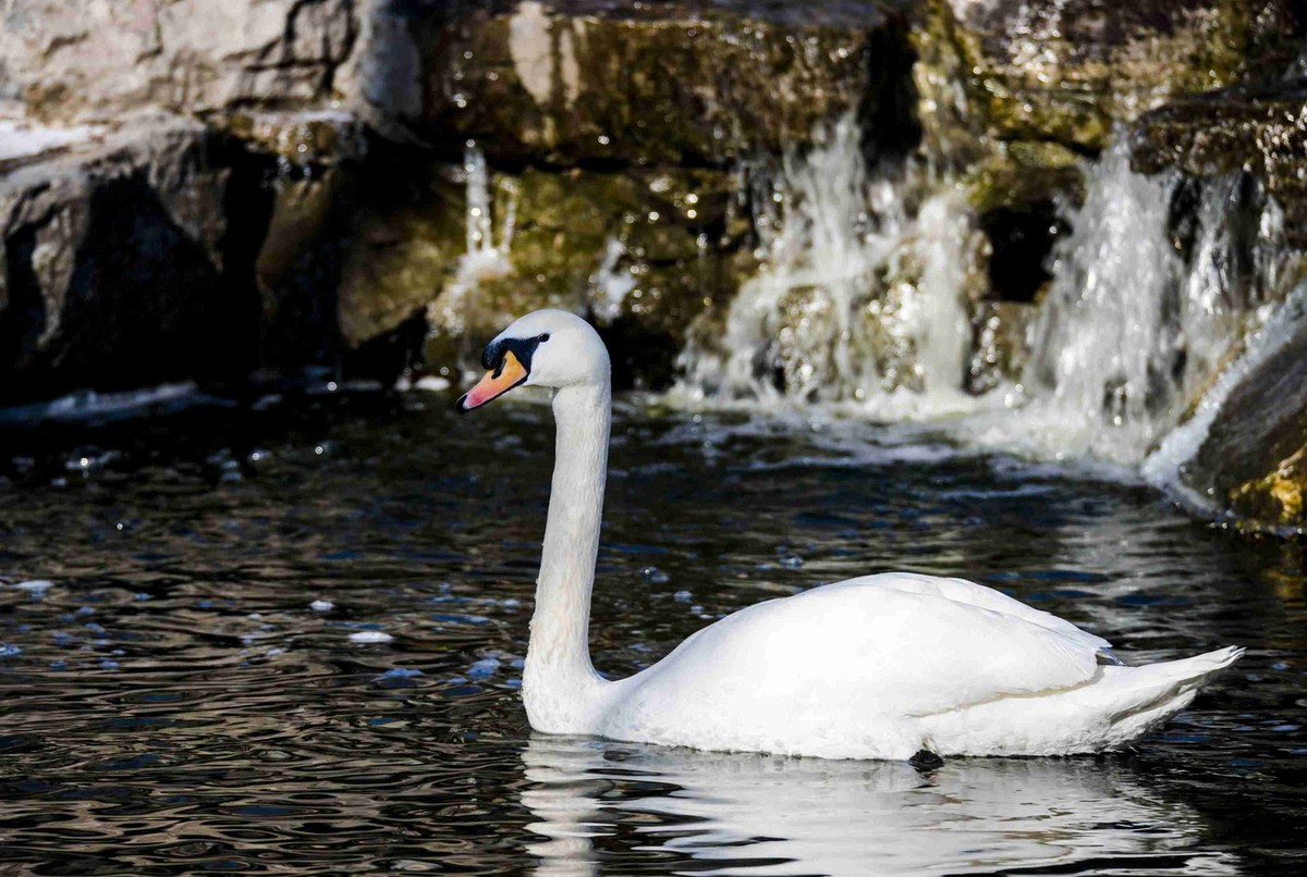 美丽的疣鼻天鹅