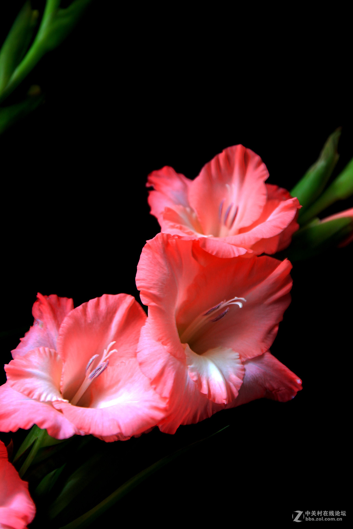 剑兰花-中关村在线摄影论坛