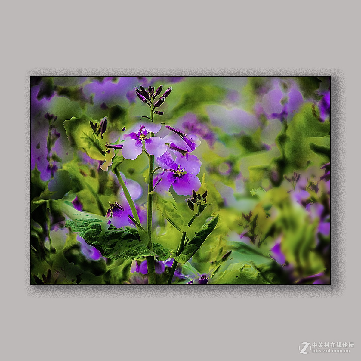 春天里的思念 --- 南理工拍花