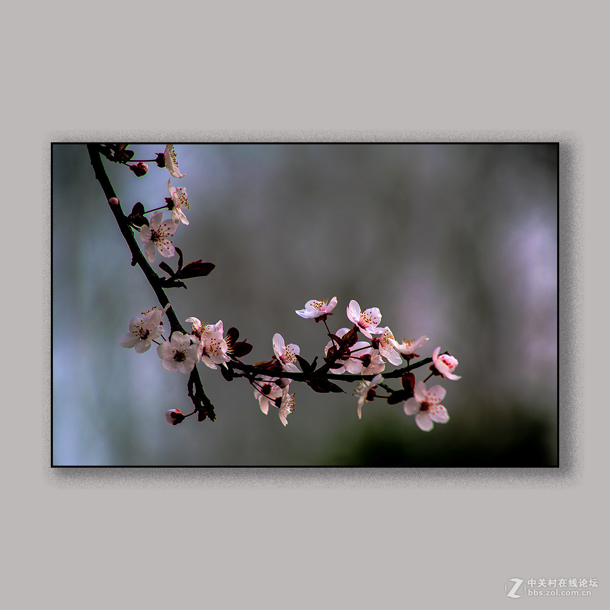 春天里的思念 --- 南理工拍花