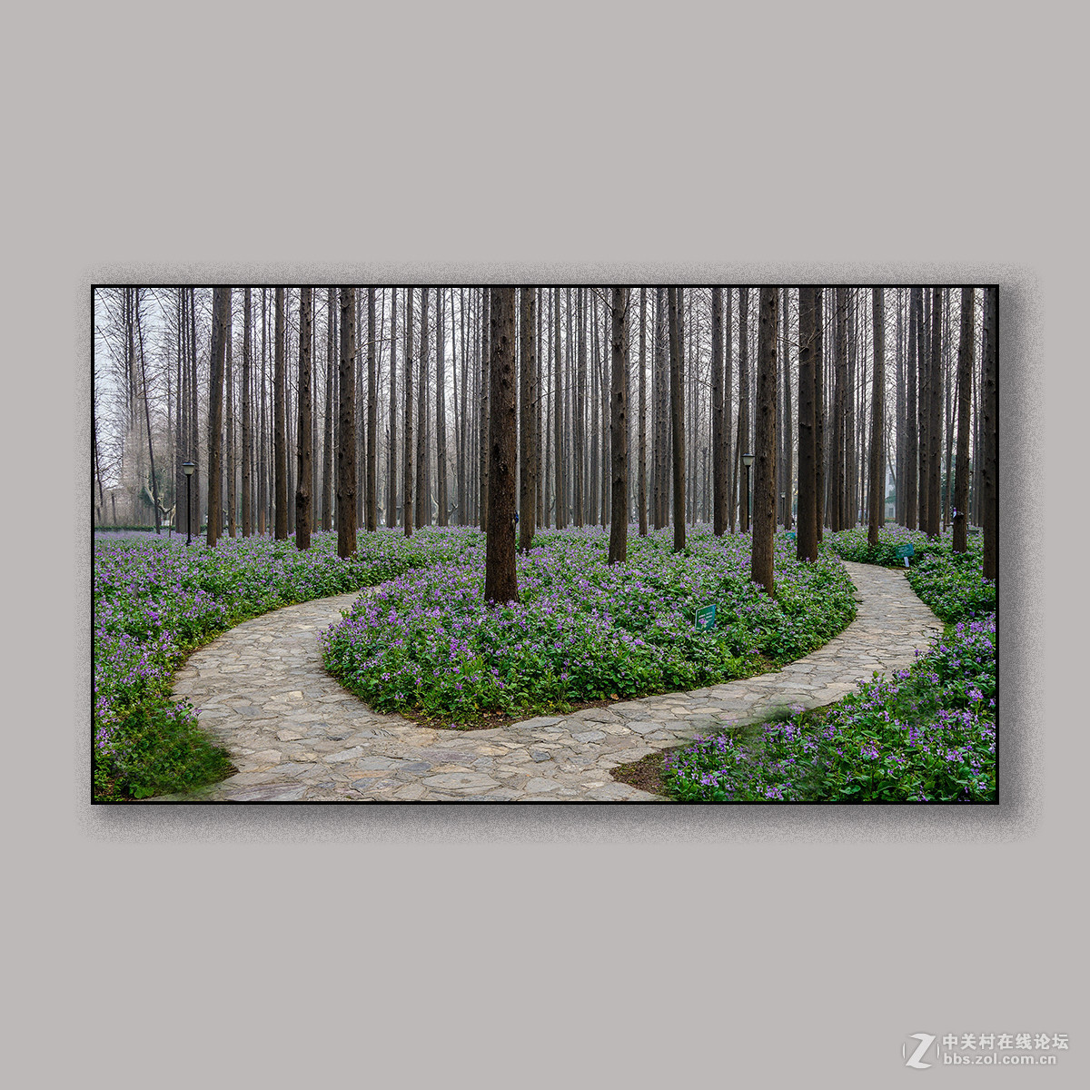 春天里的思念 --- 南理工拍花