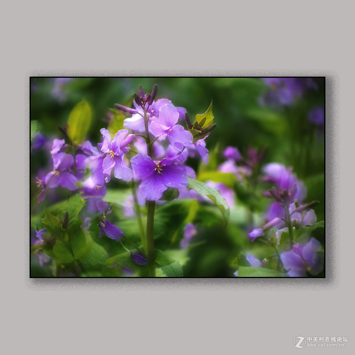 春天里的思念 --- 南理工拍花