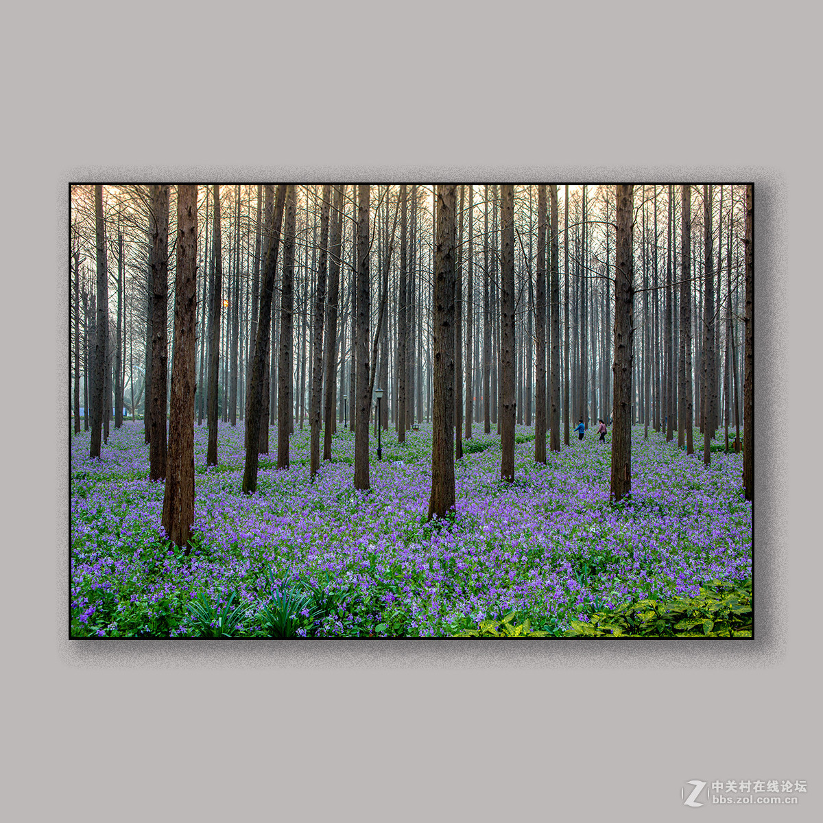 春天里的思念 --- 南理工拍花