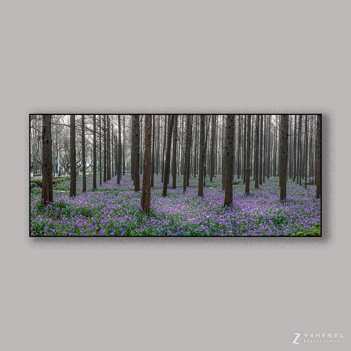 春天里的思念 --- 南理工拍花