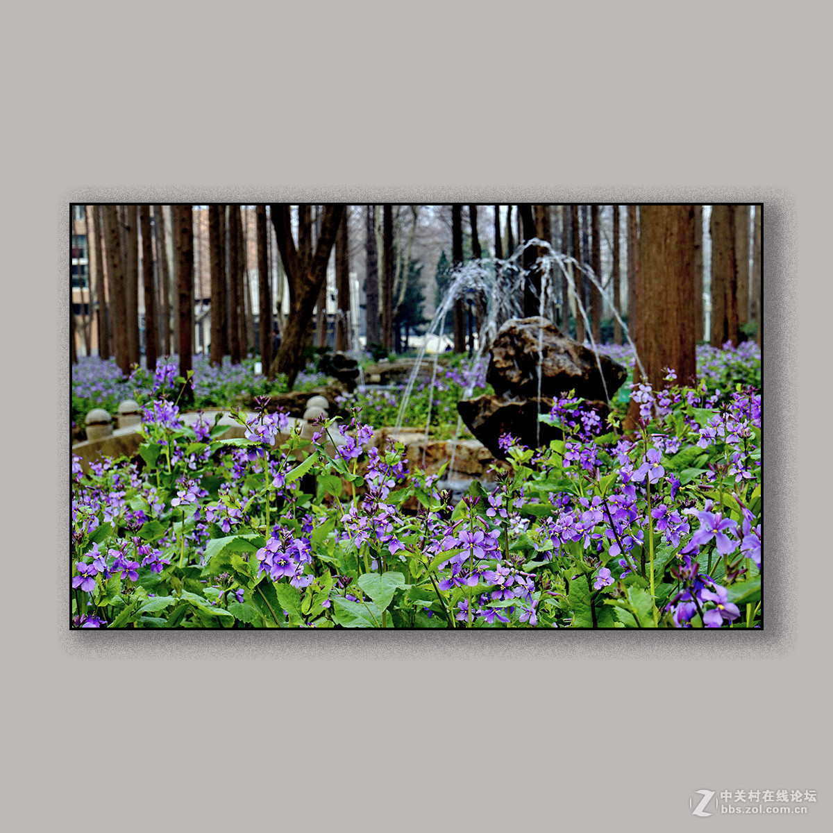 春天里的思念 --- 南理工拍花