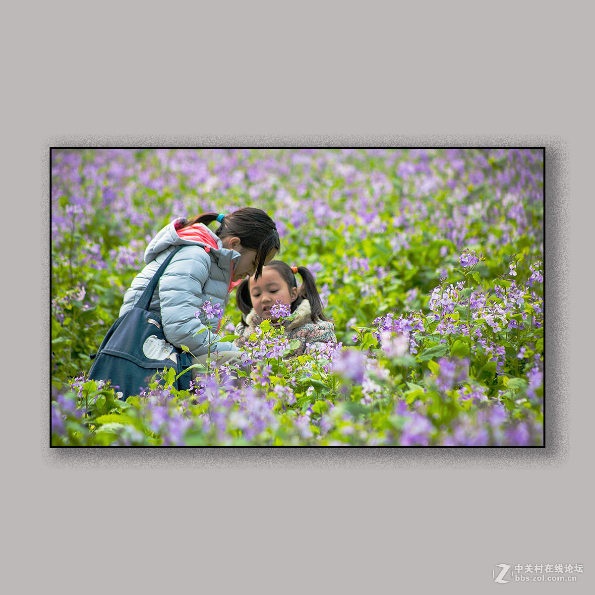 春天里的思念 --- 南理工拍花