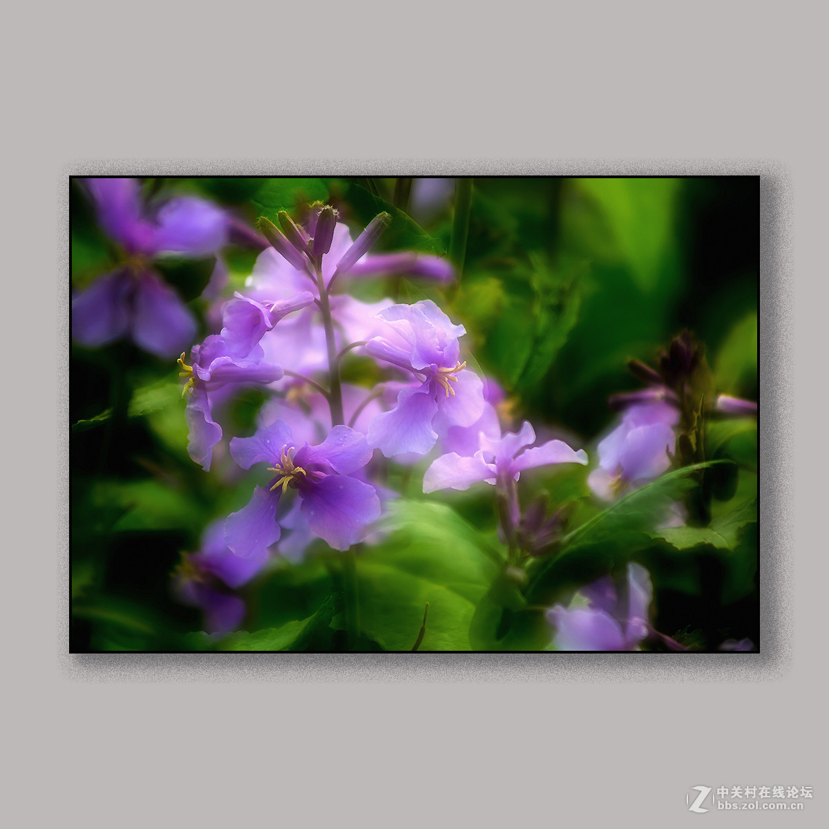 春天里的思念 --- 南理工拍花