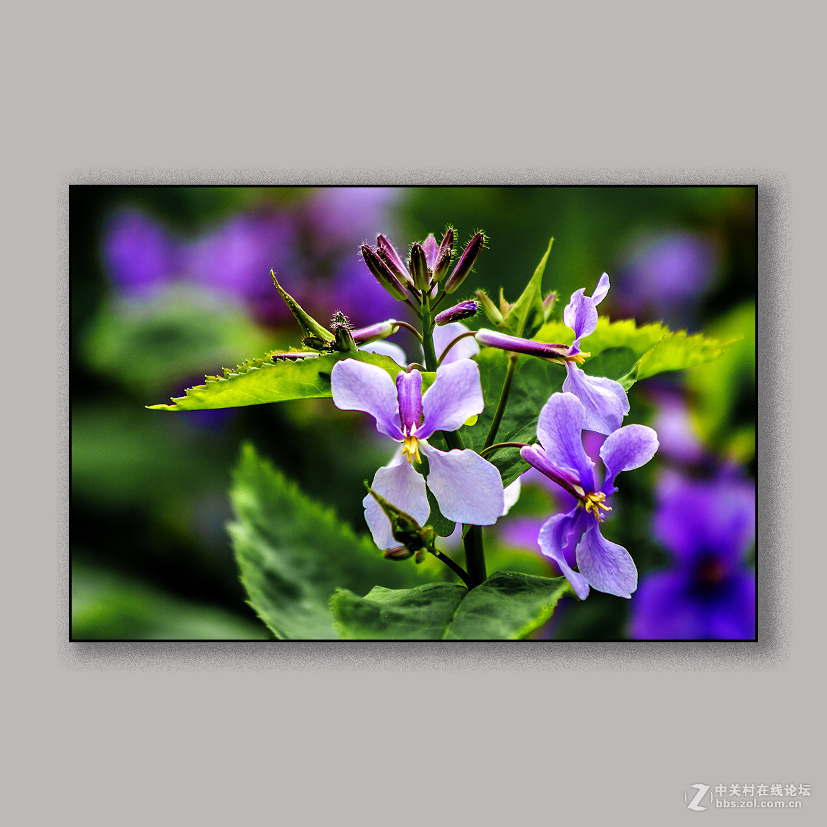 春天里的思念 --- 南理工拍花